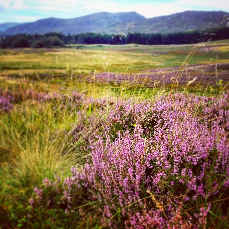 Caman House Apt 2 - By Where Stags Roar Newtonmore Eksteriør billede