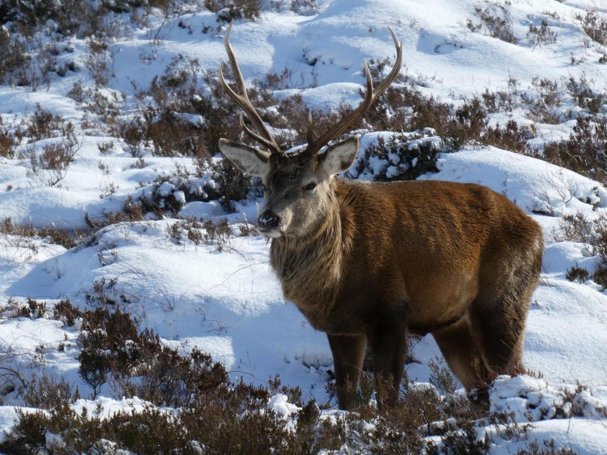 Caman House Apt 2 - By Where Stags Roar Newtonmore Eksteriør billede